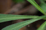 Sticky catchfly